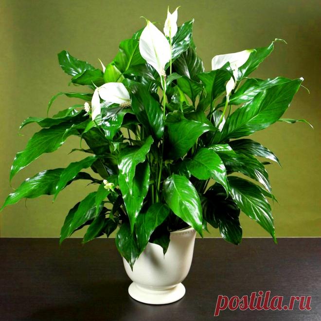 Спатифиллум или Женское счастье - всё об уходе