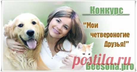 Бонусы по конкурсу «Мои четвероногие Друзья» ~ Блоги