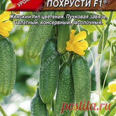 Семена. Огурец "Не грусти похрусти F1", пчелоопыляемый (10 штук) в г. Фрязино . Цена 25,00 руб. | Семена