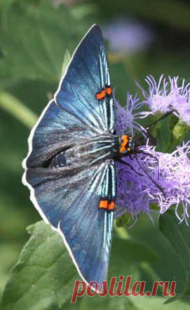 Guava Skipper | Wings