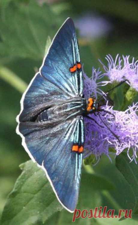 Guava Skipper | Wings