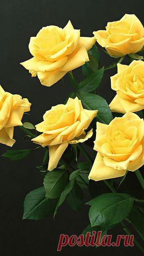yellow_roses_black_background_flowers_83828_640x1136 от пользователя vadaka1986 на Flickr: Discover and save creative ideas