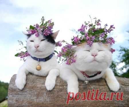 В мире животных