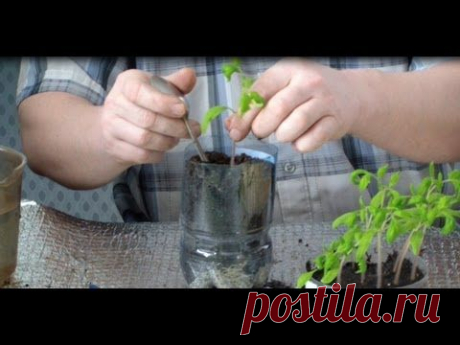 Пикирование томатов. Ключевые моменты пикирования - YouTube