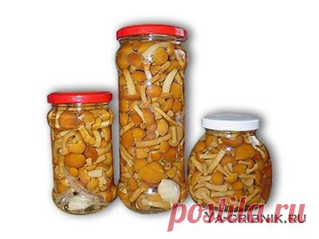 Засолка грибов