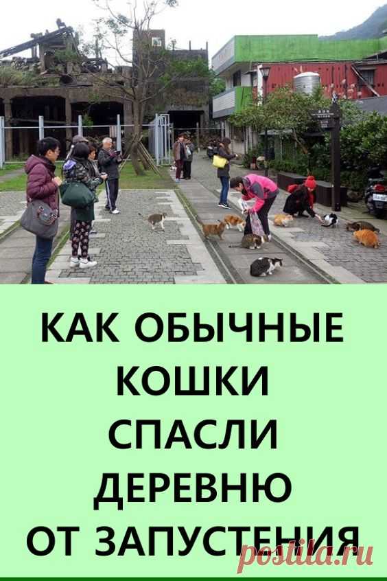 Как обычные кошки спасли деревню от запустения. Умирающих деревень по всеми миру предостаточно — молодые люди не желают оставаться в сельской местности, уезжают в город, и так мелкие поселения постепенно остаются без внимания и со временем и вовсе исчезают с карт. #умирающиедеревни #деревни #животные #кошки