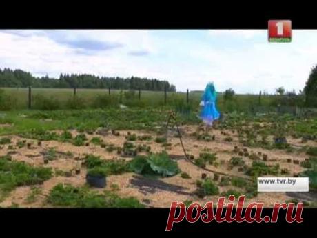 "Дача", выпуск 15.08.15 (телеканал "Беларусь-1")