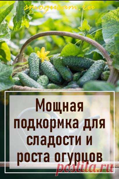 Отличная подкормка для сладости и роста огурцов
