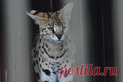 Редкого котенка за 300 тысяч рублей отобрали у пассажира в аэропорту Москвы. Трехмесячного котенка сервала стоимостью 300 тысяч рублей отобрали у пассажира в московском аэропорту Домодедово. 37-летний бизнесмен из США попытался по поддельным документов вывезти экзотическое животное из Турции в США через Россию. Занесенного в Красную книгу хищника изъяли и отправили на передержку.