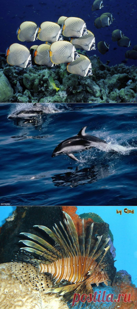 Великолепие подводного мира.