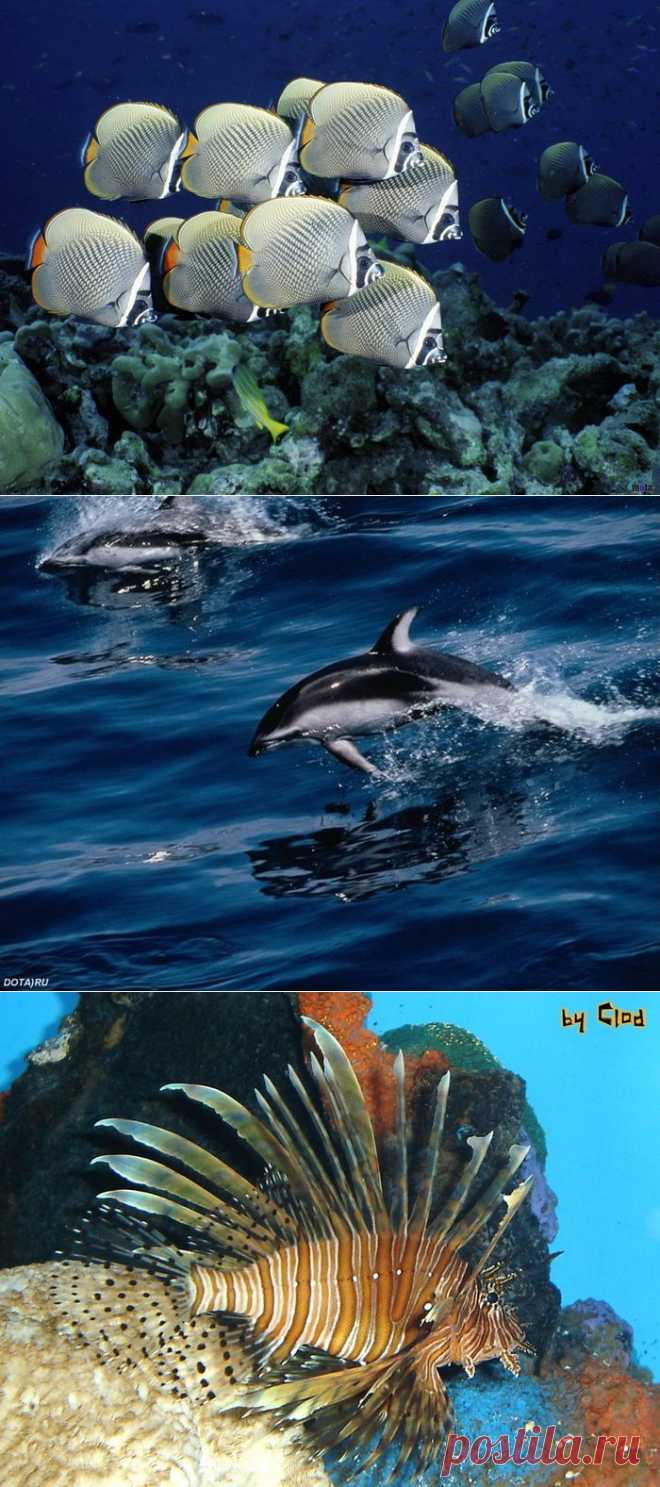 Великолепие подводного мира.