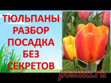 КОГДА И КАК САЖАТЬ ТЮЛЬПАНЫ В СРЕДНЕЙ ПОЛОСЕ