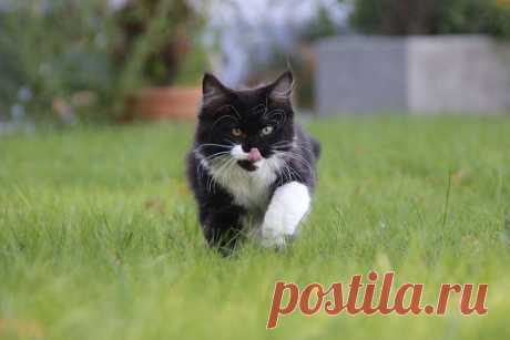 Unterwegs Nase putzen - Image &amp; Photo by Monika Sass from Katzen - Photography (32087608) | fotocommunity
