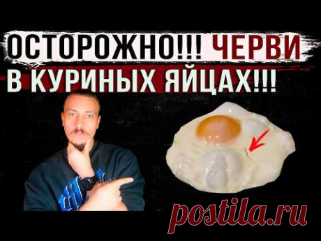 Осторожно!!! Паразиты в куриных яйцах!!!
