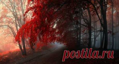 Сказочный лес - Путешествуем вместе