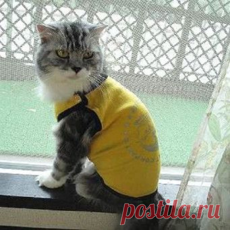 Как связать одежду для кошки? Одежда для британских кошек
