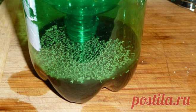 Опытные садоводы знают, зачем в саду нужно держать банку с ржавыми гвоздями | дачные хитрости