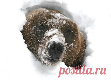 бурый медведь просыпается от зимней спячки