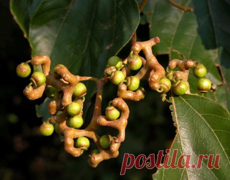 Где растут конфеты? А вы думали их на фабриках только делают?