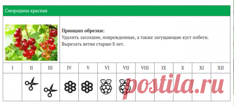 КАЛЕНДАРЬ ОБРЕЗКИ ЯГОДНЫХ КУСТАРНИКОВ