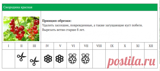 КАЛЕНДАРЬ ОБРЕЗКИ ЯГОДНЫХ КУСТАРНИКОВ