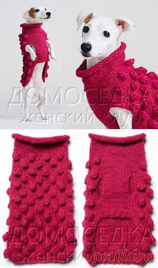 Свитер для собаки | ДОМОСЕДКА