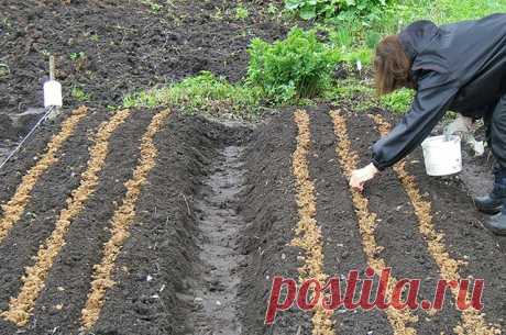 ПОСЕВ СЕМЯН: сроки, технологии, секреты