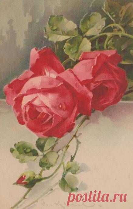 (723) Catherine Klein postcards | Painted roses