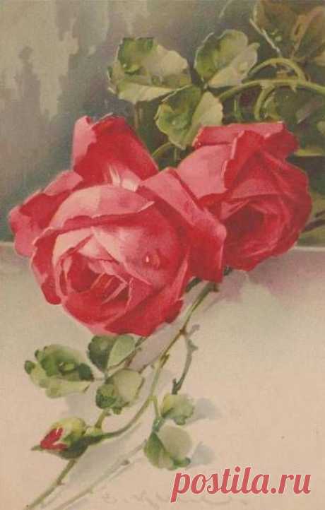 (723) Catherine Klein postcards | Painted roses