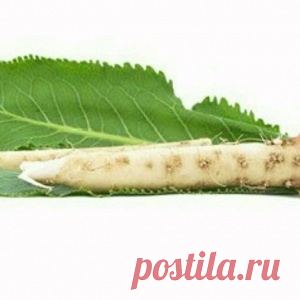 Эти природные антибиотики с успехом заменят аптечные лекарства! Лечись с пользой для здоровья.