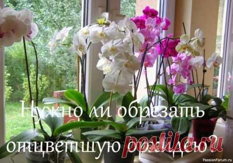 Нужно ли обрезать отцветшую орхидею? Ну вот орхидея и отцвела&hellip;. И многие начинающие цветоводы задаются вопросом «обрезать ли цветонос у орхидеи ил все таки оставить?» &mdash; Здесь можно с уверенностью ответить, что спешить срезать цветонос после цветения не стоит, поскольку он готов к дальнейшему уходу. Отрезается он...