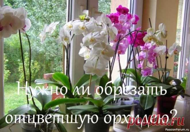 Нужно ли обрезать отцветшую орхидею? Ну вот орхидея и отцвела…. И многие начинающие цветоводы задаются вопросом «обрезать ли цветонос у орхидеи ил все таки оставить?» — Здесь можно с уверенностью ответить, что спешить срезать цветонос после цветения не стоит, поскольку он готов к дальнейшему уходу. Отрезается он...