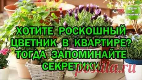 ХОТИТЕ РОСКОШНЫЙ ЦВЕТНИК В КВАРТИРЕ ТОГДА ЗАПОМИНАЙТЕ СЕКРЕТИКИ