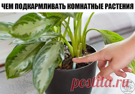 1. Подкормка сахаром 

1 чайную ложку сахара равномерно насыпают на поверхность земли перед поливом. Или разводят 2 чайные ложки сахара на стакан воды. Такую подкормку проводят раз в неделю. 

2. Подкормка яичной скорлупой 

Яичная скорлупа богата кальцием, а кальций нейтрализует кислотность. Поэтому при внесении минеральных удобрений, которые повышают кислотность почвы, для нейтрализации добавляют скорлупу. Скорлупу сырых яиц хорошо промывают, высушивают и измельчают, зат...