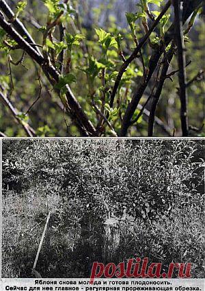 Уход за деревьями после зимы | Дача - впрок