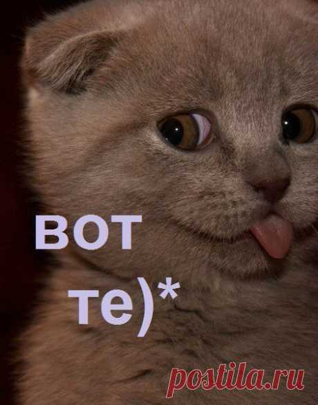 Весёлый котёнок,правда??????