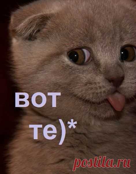 Весёлый котёнок,правда??????