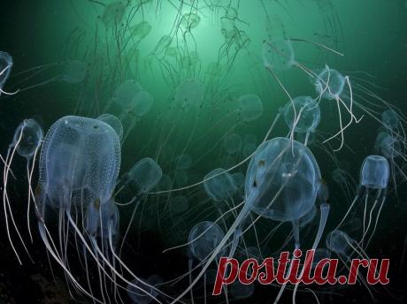 30 лучших снимков года. Выбор Buzzfeed