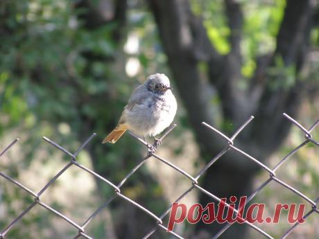 Природа
