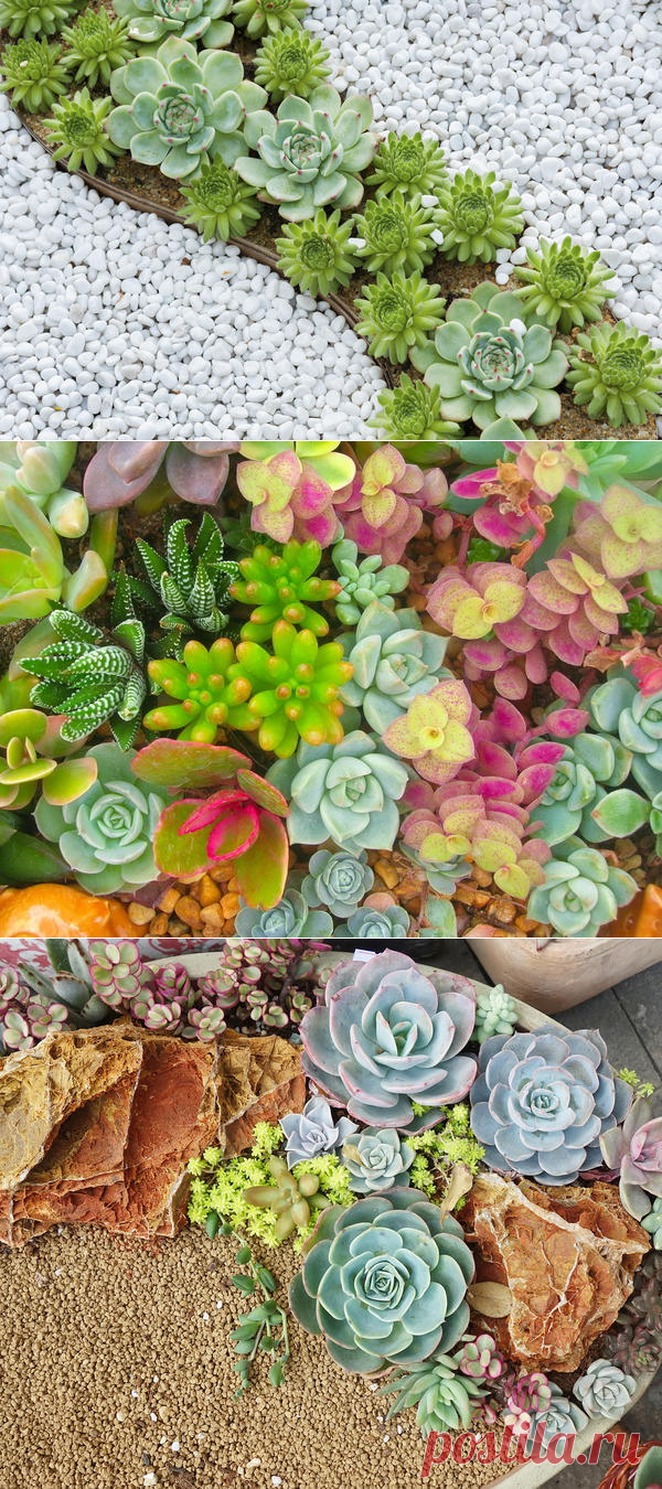 Красота своими руками! композиции из суккулентов для дома и дачи — Дом и Сад