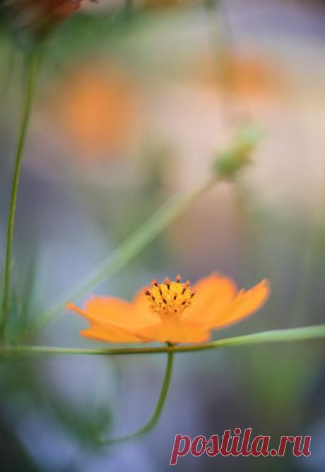 Очень красиво! Нежные и размытые кадры, похожие на картины от Бату Балканли (Batu Balkanli) — Фотоискусство