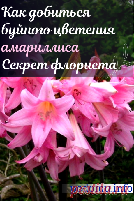 Уход за амариллисом в домашних условиях — что делать после цветения и когда убирать на покой. Желающим следует ознакомиться с условиями, которые необходимы цветку, и сделать все возможное, чтобы воссоздать их дома. #цветы #растения #амариллис#удобрение #цветение #комнатные #домашние #амариллисбукет