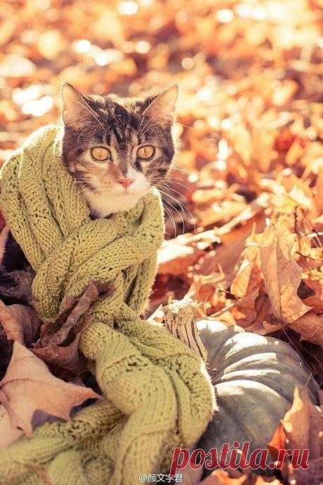 (26) КОШКИ ЭТО КОШКИ