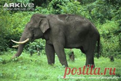 arkive animals - Поиск в Google