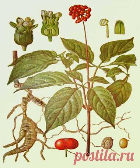 Эскулап: Растительные адаптогены. Женьшень