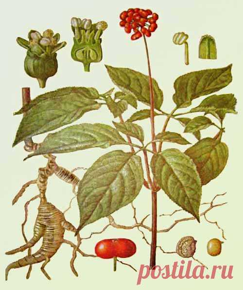 Эскулап: Растительные адаптогены. Женьшень