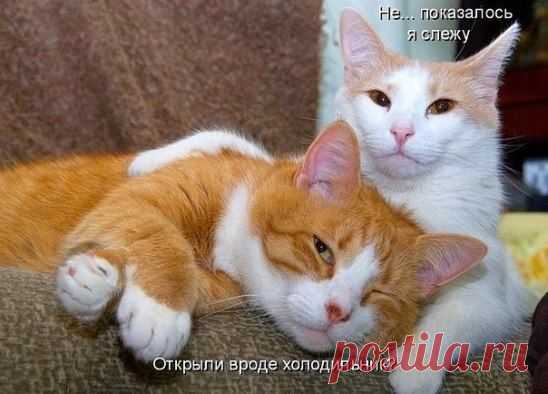 Для всех, кто любит кошек и котов >>> http://ok.ru/milota
