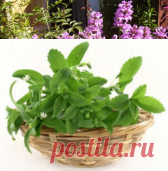 Растение стевия- медовая трава | sadok33.ru