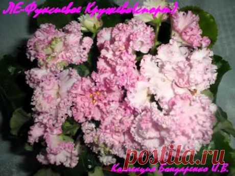 Сенполии Бондаренко И.В. - 5.wmv