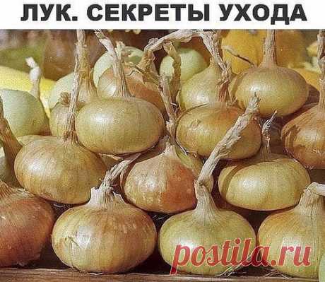 Лук. Секреты ухода и большого урожая.